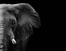Elephant (WildPhotoArt) - Muzeo.com