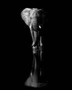 Elephant (Jie Fischer) - Muzeo.com