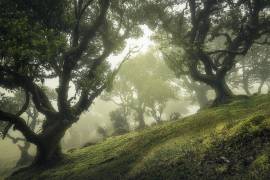 Enchanted Forest (Frans van der Boom) - Muzeo.com