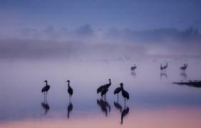 Enchanted Serenity (Meizner) - Muzeo.com