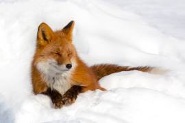 Enjoyment (Denis Budkov) - Muzeo.com