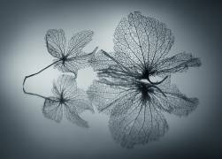 Ephemeral Beauty (Shihya Kowatari ) - Muzeo.com