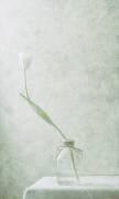 Ephemeral White (2) (Delphine Devos) - Muzeo.com