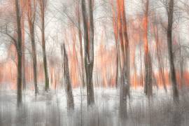 Evening Light (Gustav Davidsson) - Muzeo.com