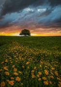 Faith a Nature (Isam Telhami) - Muzeo.com