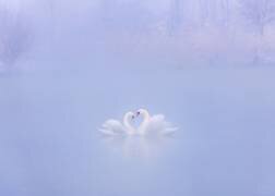 Falling in Love in the morning fog (Annie Poreider) - Muzeo.com