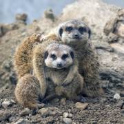 Family portrait (Gert van den Bosch) - Muzeo.com