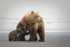 Family Time (Renee Doyle) - Muzeo.com