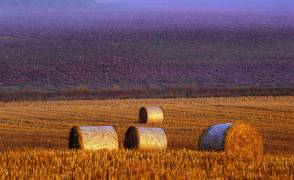 Farmers field (Allan Wallberg) - Muzeo.com