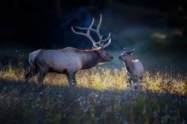 Father and calf (Siyu	and Wei) - Muzeo.com