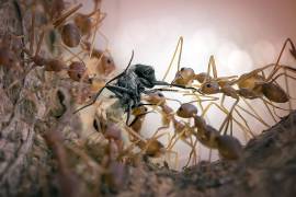Feast (Fauzan Maududdin) - Muzeo.com