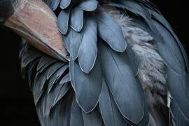 Feather (Juri Aoki) - Muzeo.com