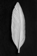 Feather (1x Studio III) - Muzeo.com
