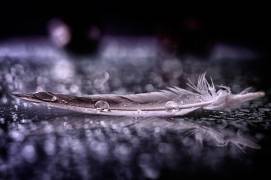 Feather and Drop II (Alessandro Fabiano) - Muzeo.com
