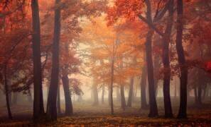 Feel (Ildiko Neer) - Muzeo.com