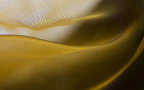Fields of gold (Carola Onkamo) - Muzeo.com