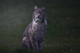 Fine art Lynx (Sergio Saavedra Ruiz) - Muzeo.com