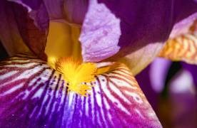 Firework of natural colours - Iris (Heike Jess) - Muzeo.com