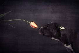 First approach - Hildegard and the tulip (Heike Willers) - Muzeo.com