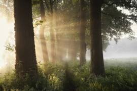 First day of summer (Vincent Croce) - Muzeo.com