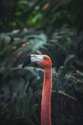 Flamingo (Dayvee) - Muzeo.com
