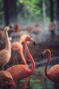 Flamingo (Dayvee) - Muzeo.com
