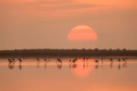 Flamingos at Sunrise (Joan Gil Raga) - Muzeo.com