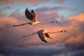 Flamingos at sunset (Xavier Ortega) - Muzeo.com