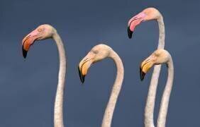 Flamingos Close Up (Xavier Ortega) - Muzeo.com