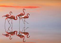 Flamingos family (Anna Cseresnjes ) - Muzeo.com