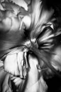 Flower (Cyan Stella) - Muzeo.com