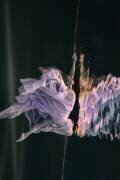 Fly up III (Petr Kleiner) - Muzeo.com