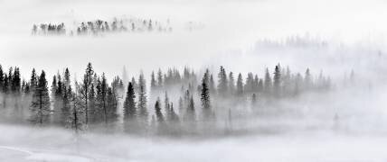 Foggy Forest (Mei Zu) - Muzeo.com
