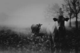 Foggy memory  of the past (Saskia Dingemans) - Muzeo.com