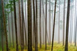 Foggy Morning in the Woods (Michael) - Muzeo.com