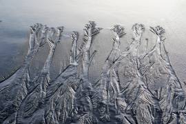 Forest drawn by the water (Bodo Balzer) - Muzeo.com