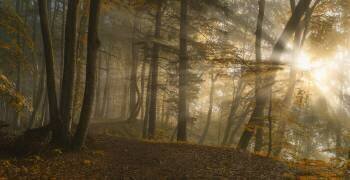 Forest Light (Norbert Maier) - Muzeo.com