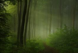 Forest morning (Norbert Maier) - Muzeo.com