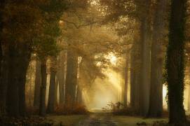 Forever Forest (Ellen Borggreve) - Muzeo.com