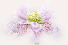 Forever Spring (Jacky Parker) - Muzeo.com