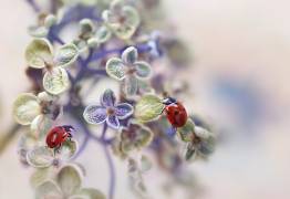 Fragile (Ellen van Deelen) - Muzeo.com