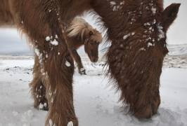 Framed by a friend (Bragi Ingibergsson) - Muzeo.com