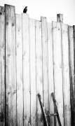 Freed (Jurgen Hartlieb) - Muzeo.com