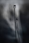From last Year (Lotte Gronkjar) - Muzeo.com