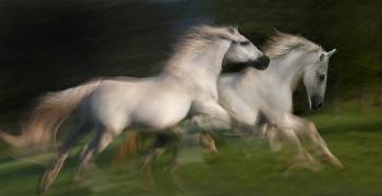 Gallop for two (Milan Malovrh) - Muzeo.com