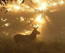 Ghost of the Forest (Greg Morgan) - Muzeo.com