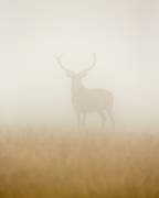 Ghost Stag (Stuart Harling) - Muzeo.com