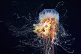Giant Lion's Mane (Alexander Semenov) - Muzeo.com
