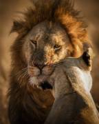 Give me some Love (Faisal ALnomas) - Muzeo.com
