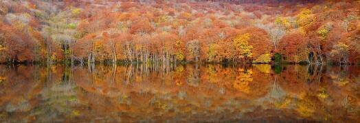 Glowing autumn (Sho Shibata) - Muzeo.com